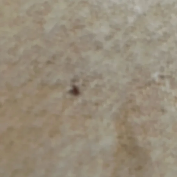 Mid-Century Wool Blanket - Picture 12 of 16